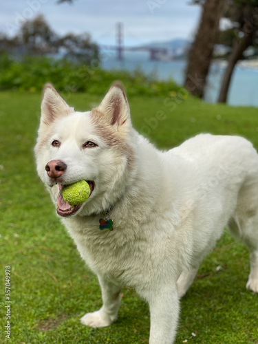 Husky Samoyed dog © skostep