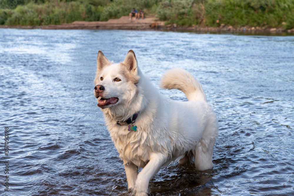 Husky Samoyed dog