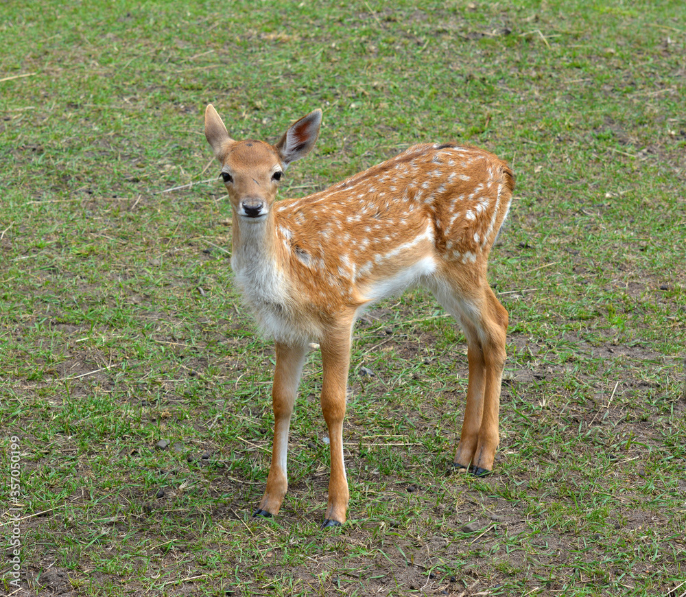 A white-tailed deer fawn with white spots standing and staring at the camera. A white-tailed deer fawn with white spots standing and staring at the camera.