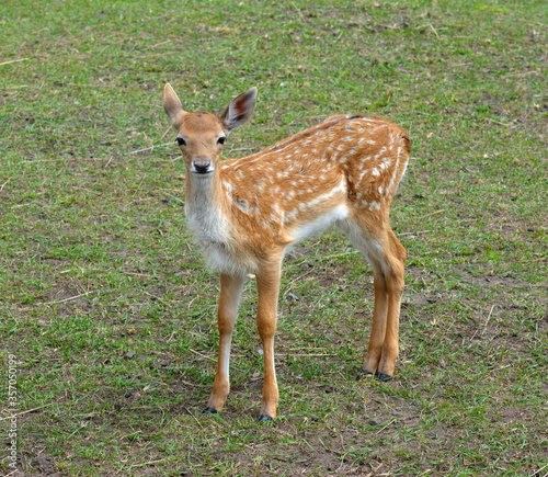 A white-tailed deer fawn with white spots standing and staring at the camera.