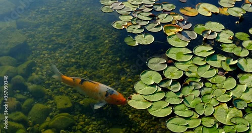 colorful koi fish in the lake float Among water lilies in an artificial pond