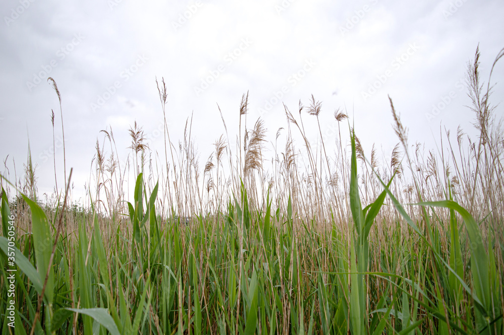 Green reed background. Outdoor scenery showing some green reed vegetation detail at a lake.