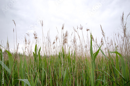 Green reed background. Outdoor scenery showing some green reed vegetation detail at a lake. © Iuliia