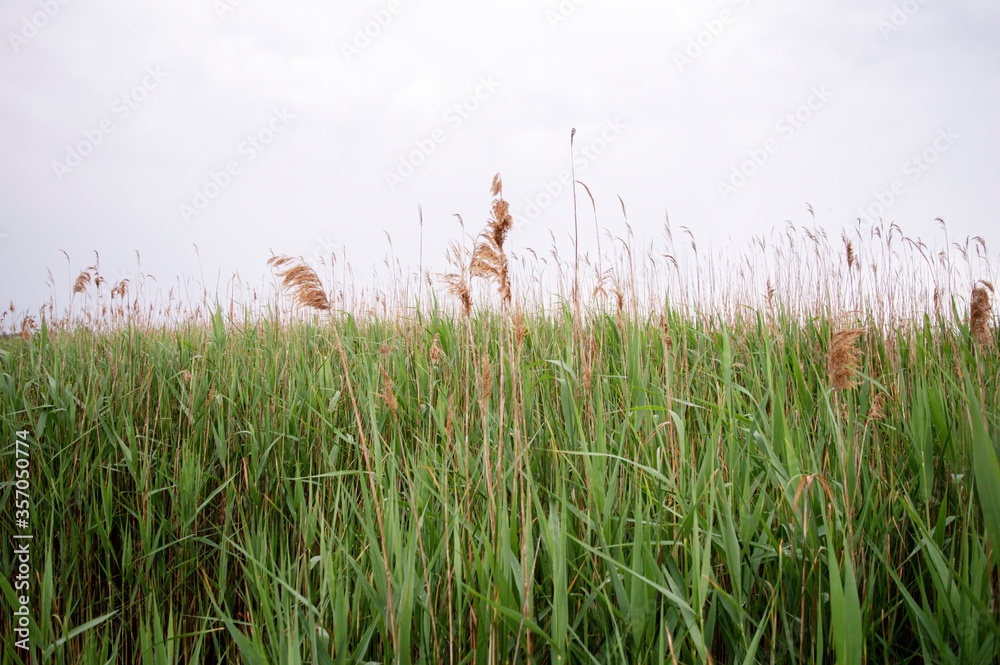 Fototapeta premium Green reed background. Outdoor scenery showing some green reed vegetation detail at a lake.
