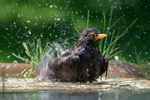 The male blackbird (Turdus merula) bathing. Moravia. Czechia. Europe.