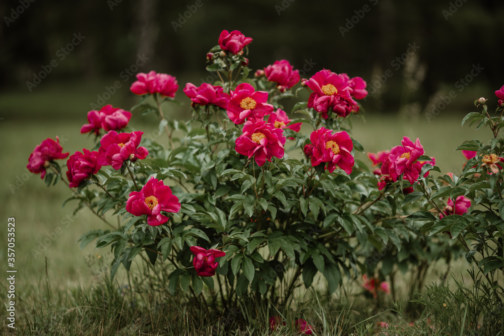 bunch of beautiful roses in the park. High quality photo