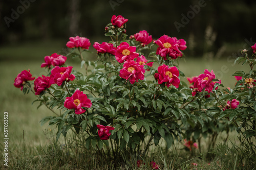 bunch of beautiful roses in the park. High quality photo