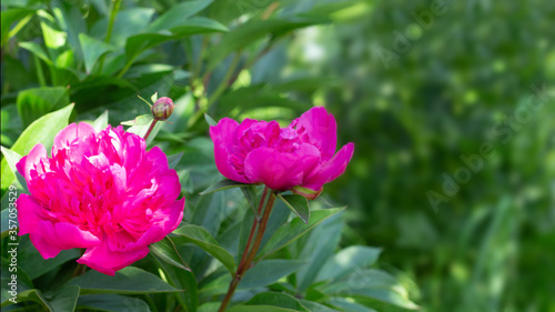 Georgeous pink peony in a full bloom. CLose up.