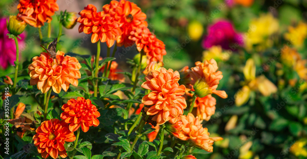 Flower in garden at sunny summer or spring day. Flower for postcard beauty decoration and agriculture concept design. Beautiful flower in tropical garden. Colorful flower. flower pattern. flower backg Flower in garden at sunny summer or spring day. Flower for postcard beauty decoration and agriculture concept design. Beautiful flower in tropical garden. Colorful flower. flower pattern. flower backg