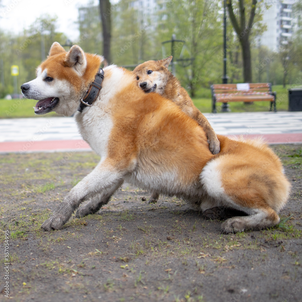 Shiba inu japanese dog puppy plays with akita dog Shiba inu japanese dog puppy plays with akita dog