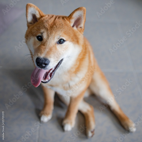 Shiba inu japanese dog puppy.