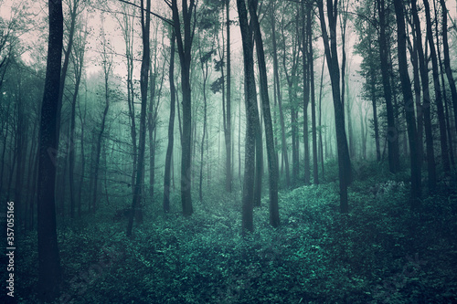 Grunge textured dark green foggy forest landscape.