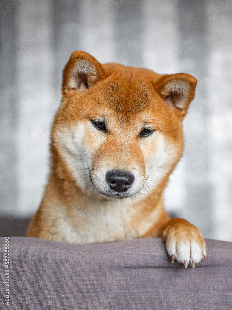Shiba inu japanese dog puppy.