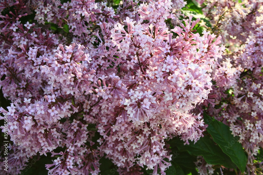 Fioletowe kwiaty lilaka ottawskiego (syringa prestoniae)