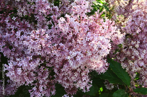 Purple flowers of ottawa lilac  syringa prestoniae 