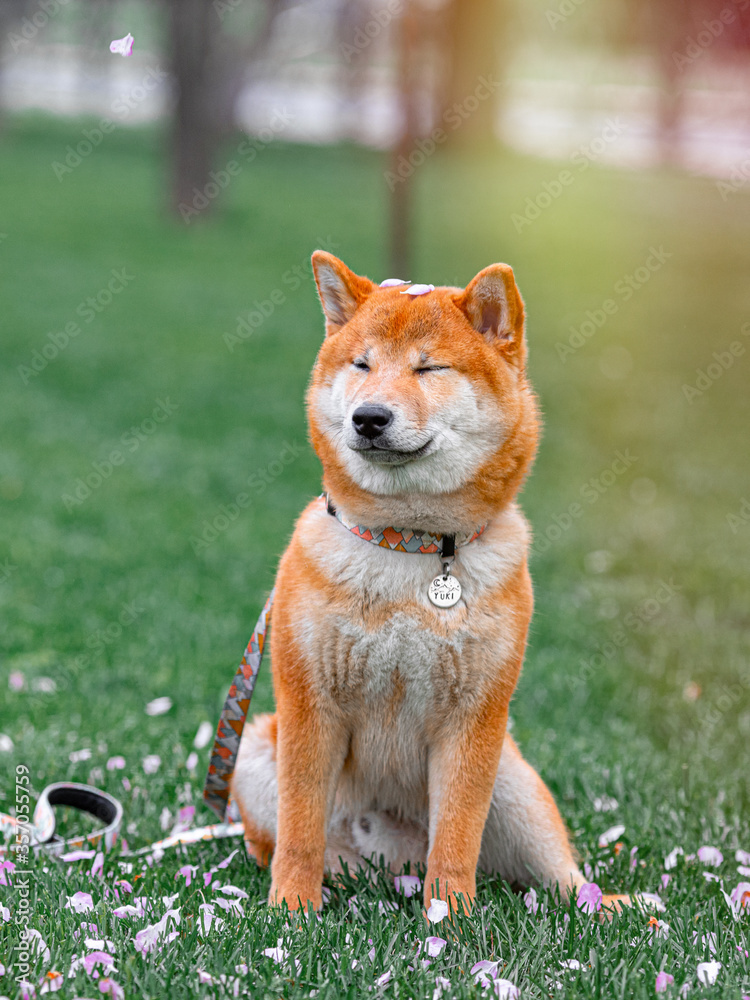 Shiba inu puppy in the forest. Shiba inu puppy in the forest.