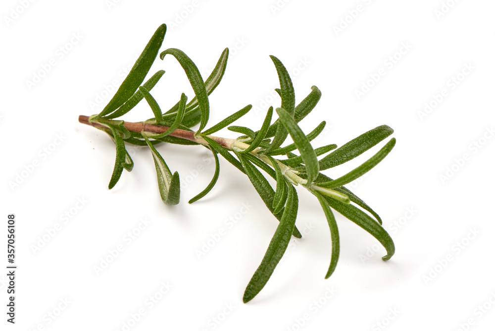 Twig of Rosemary, isolated on white background Twig of Rosemary, isolated on white background