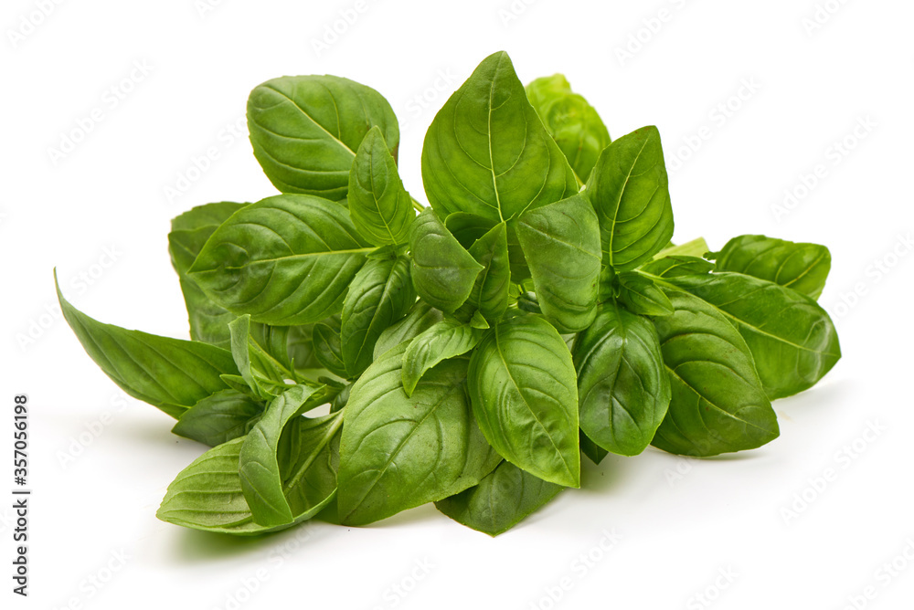 Fresh basil leaves, isolated on white background