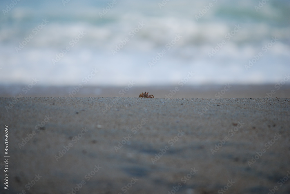 crab on the beach crab on the beach