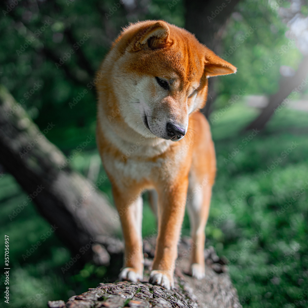 Shiba Inu cute smiling dog playing and having fun Shiba Inu cute smiling dog playing and having fun