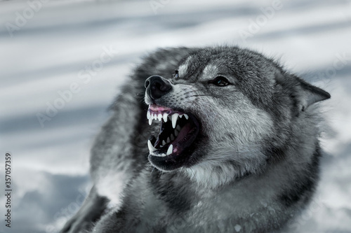 Grey grinning wolf (Canis lupus) in the winter forest