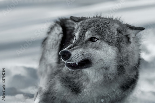 Grey wolf showing its teeth and fangs in winter
