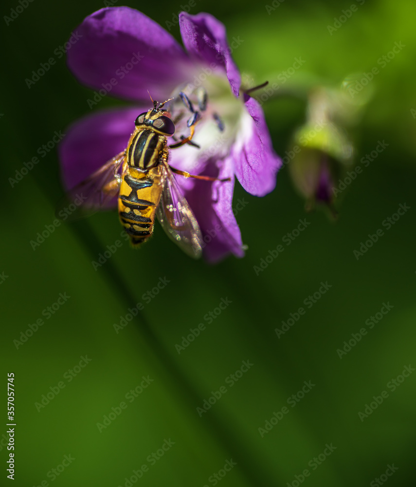 An insect that picks nectar from a purple flower on the meadow in Swedish nature during the month of June An insect that picks nectar from a purple flower on the meadow in Swedish nature during the month of June