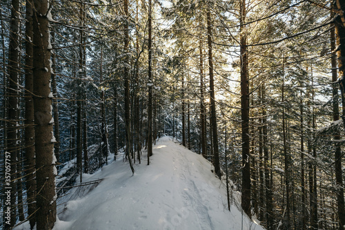 A path with trees on the side of a snow covered forest