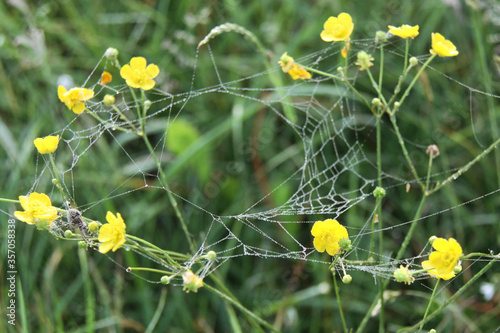 Yellow flowers of ranunculus acris with a cobweb photo