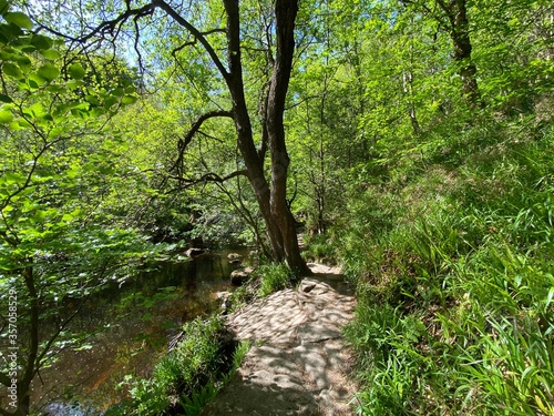 Stream with old trees and wild grasses in the heart of, Hardcastle Crags, Hebden Bridge, UK photo