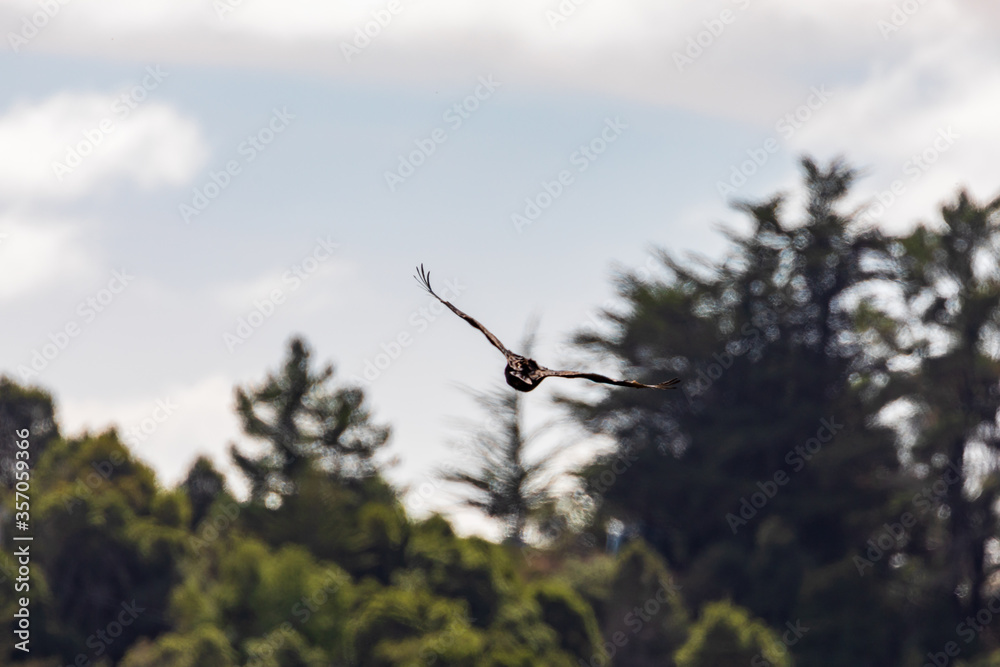 A Turkey Vulture Spreads Its Wings Above Big Sur A Turkey Vulture Spreads Its Wings Above Big Sur