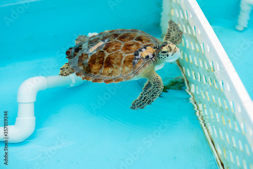Photography Baby Loggerhead turtle showing sharp teeth