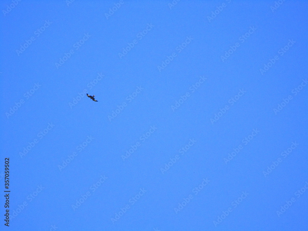 bird in the sky bird in the sky