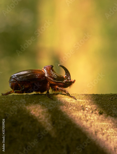 European rhinoceros beetle (Oryctes nasicornis holdhausi) Male, in the sunshine photo