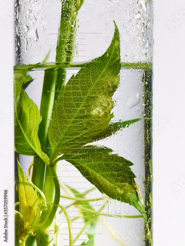 gros plan de plantes et feuilles naturelles dans de la verrerie de laboratoire pour la recherche scientifique, la cosmétique, la botanique, l'agronomie, le médicament