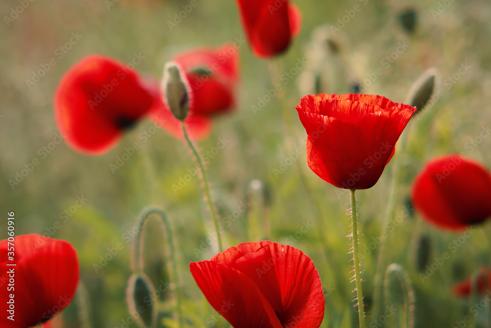 Obraz premium Mak na łące