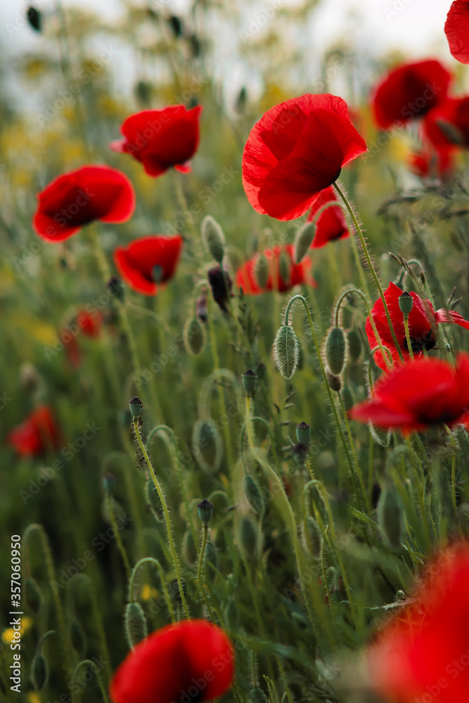 Fototapeta premium Poppy in the meadow
