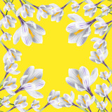 Pattern of white crocuses on a yellow background