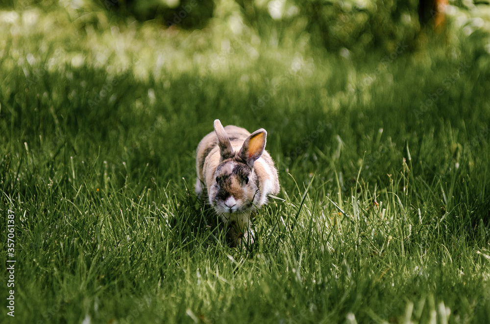 Mały królik z długimi uszami na trawiastym wybiegu - obrazy, fototapety, plakaty 