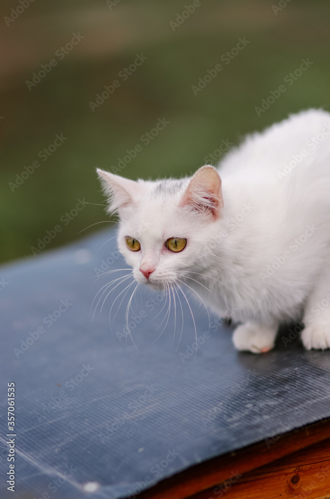 Biały kot z żółtymi oczami i długimi wąsami - obrazy, fototapety, plakaty 