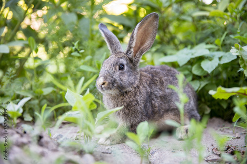 Rabbit resting in a grass. © Daniel