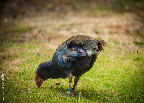 Takahe