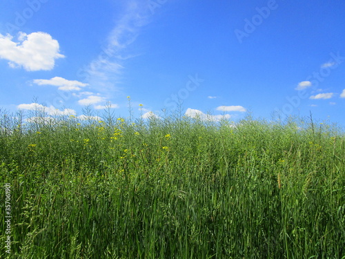 green field and blue sky