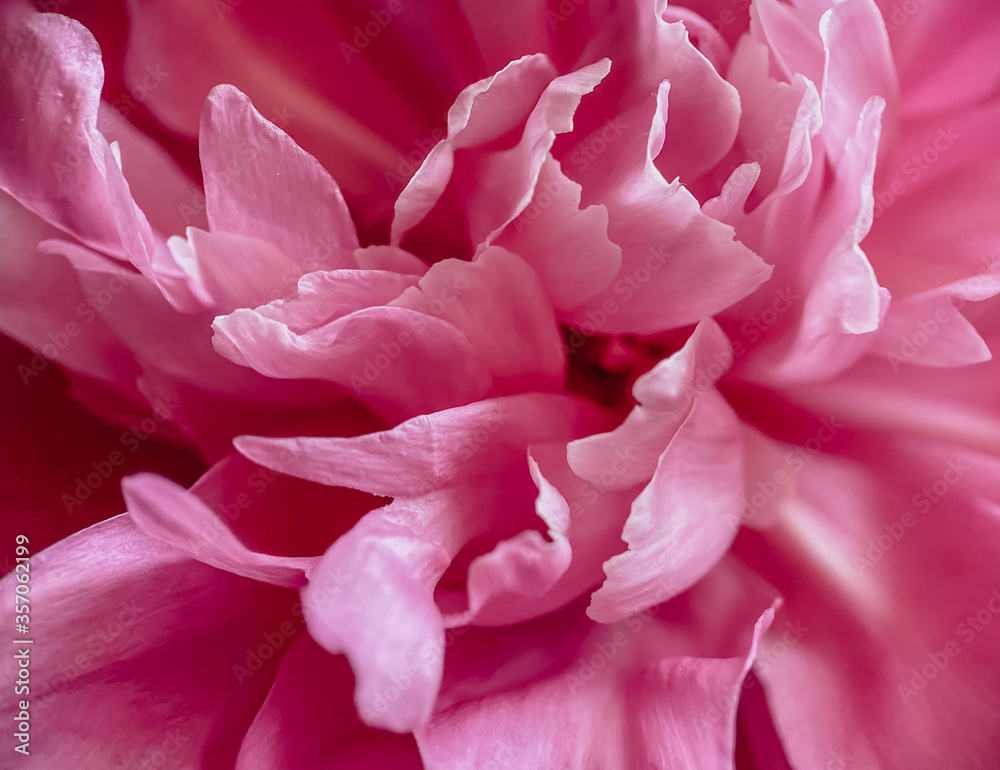 Close-up of peonies flowers. Natural floral background.