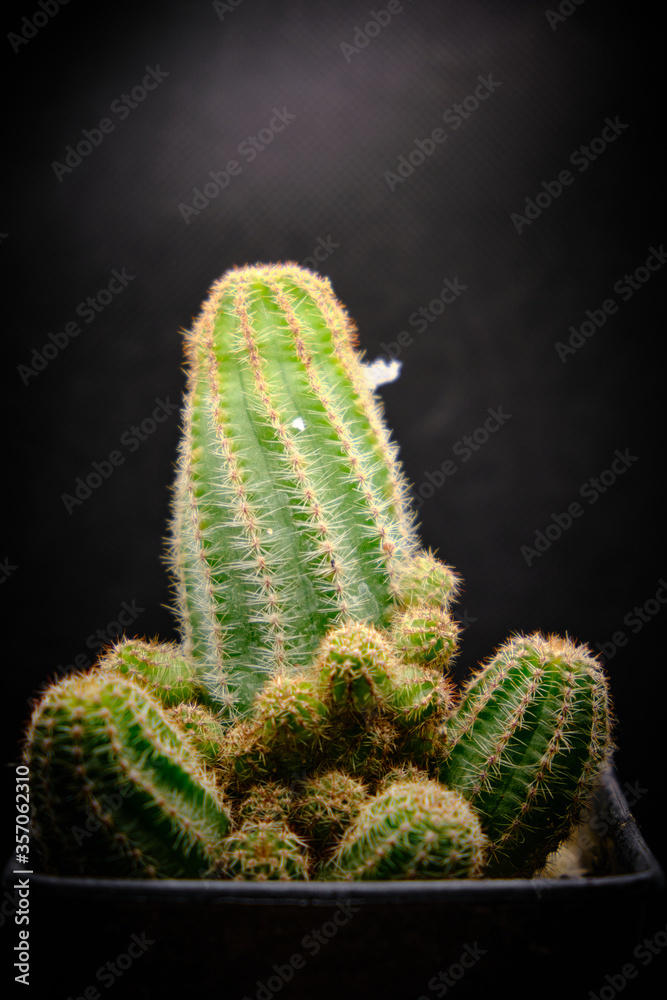 cactus in a pot cactus in a pot
