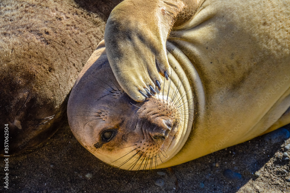 Fototapeta premium A Juvenile Northern Elephant Seal in San Simeon, California Scratches an Eye.
