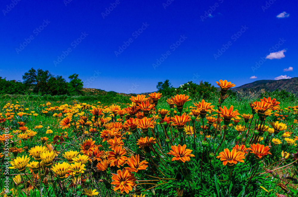 Fototapeta premium Flower Field