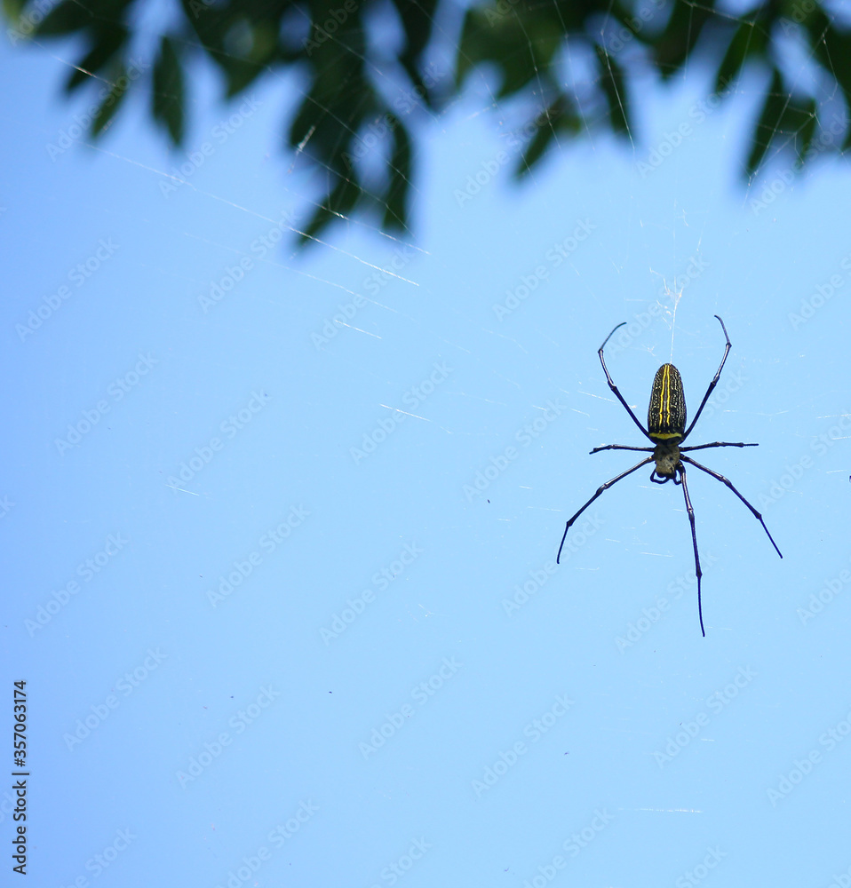 Naklejka premium Makro bliska szczegółów pajęczyna Nephilinae, kolorowe żywe biały żółty pomarańczowy czerwony szary i czarny kolor na tle przyrody. Pająk siedzący w sieci