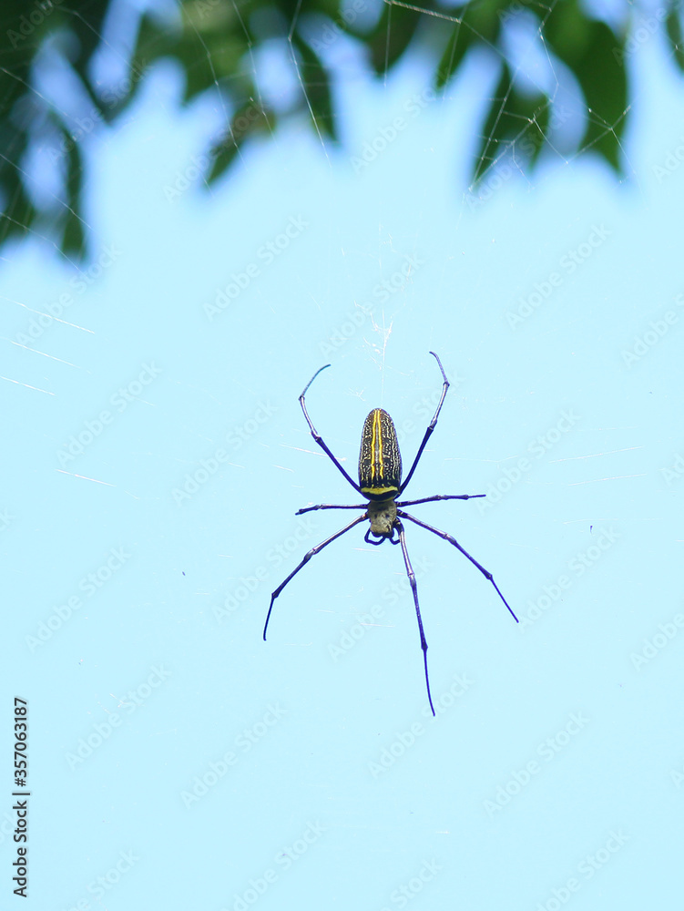 Naklejka premium Macro close up detail of Nephilinae spider web, colorful vivid of white yellow orange red grey and black color with nature background. Spider sitting on web