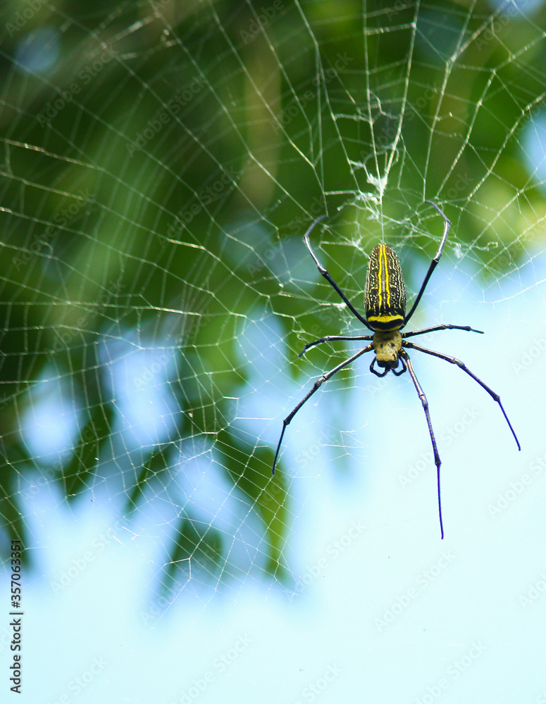 Fototapeta premium Macro close up detail of Nephilinae spider web, colorful vivid of white yellow orange red grey and black color with nature background. Spider sitting on web